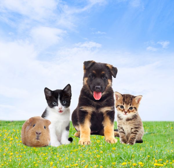 Oklahoma City Pets