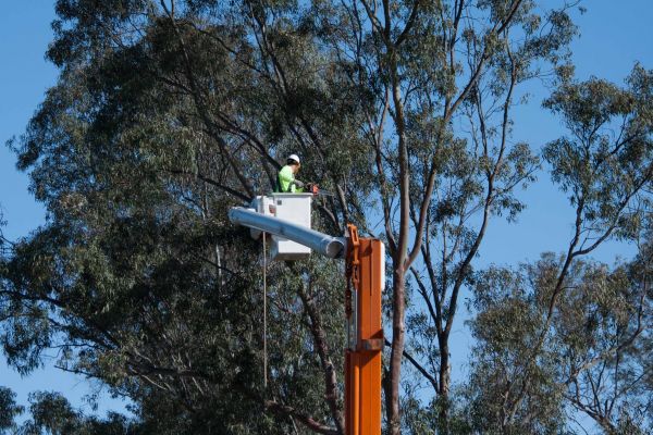 Oklahoma City Tree Trimming