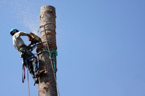 Oklahoma City Tree Removal