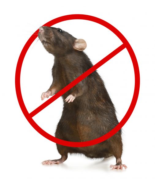 Oklahoma City Pest Control Service